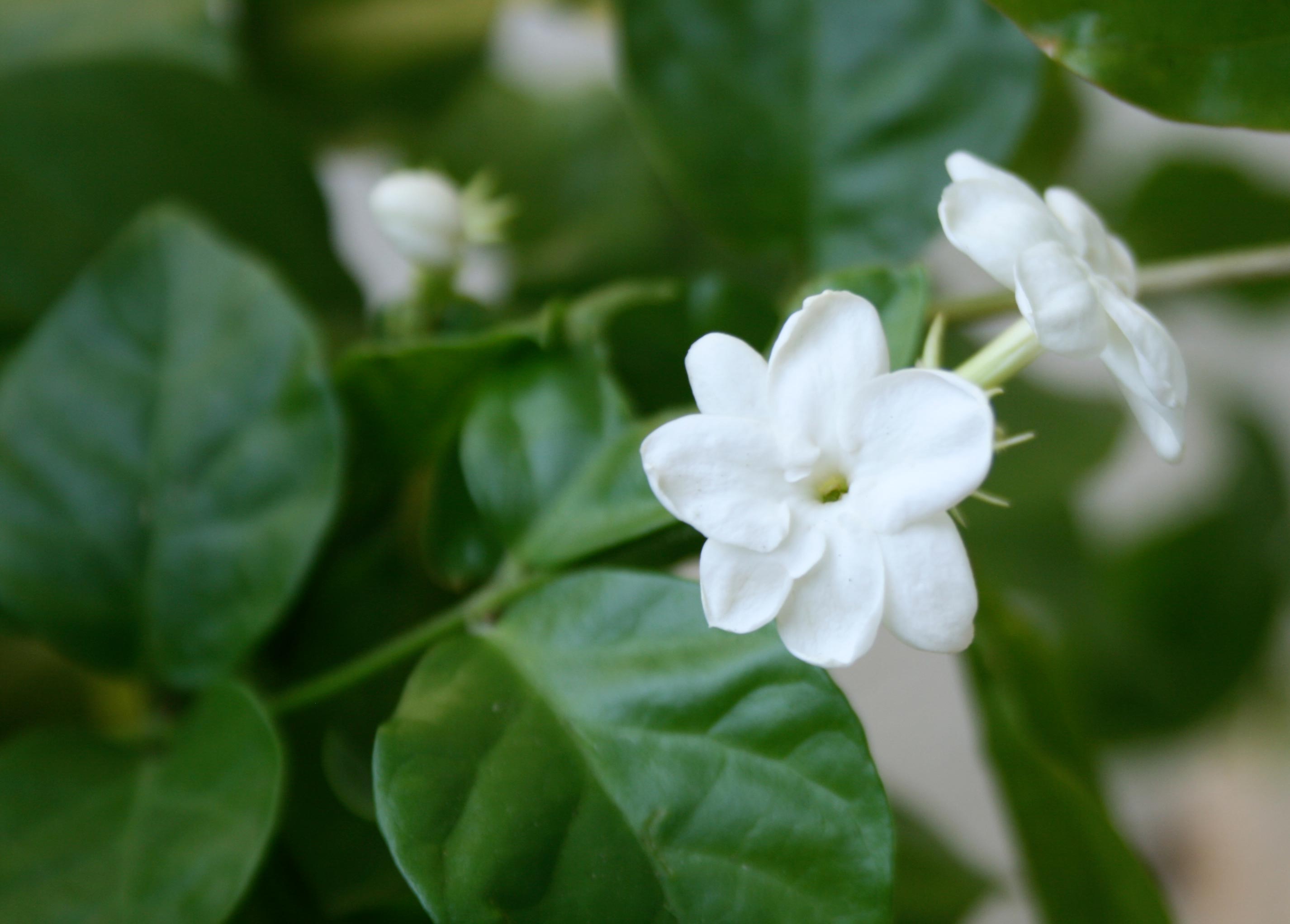 Survival Phrases in Tamil: In the land of Jasmine flowers